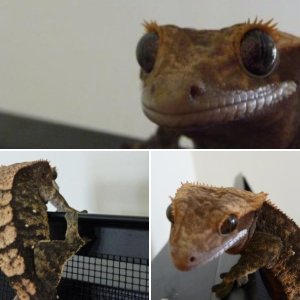 Gertie
