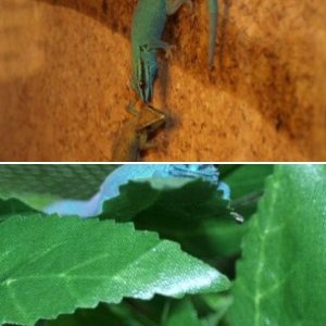 Lygodactylus williamsi