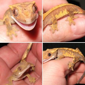 Geckos I have known