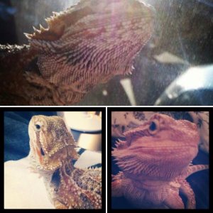 Dude the beardie :)