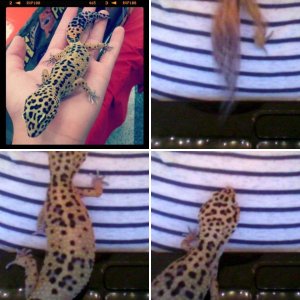 Nippy the leopard gecko