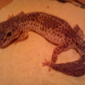 Narla