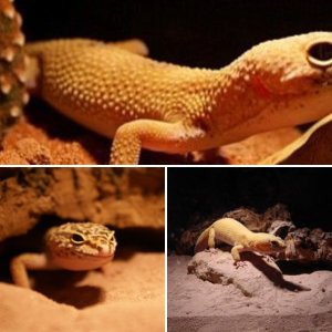 leopard gecko's