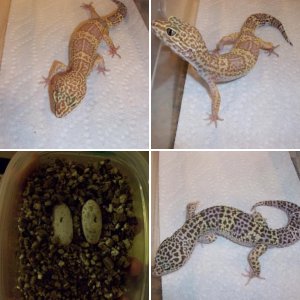 My leos