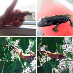 my crested babies:-) <3