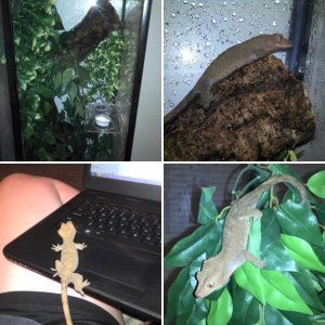 My Crestie