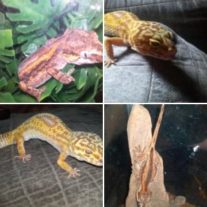 my geckos (: