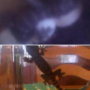 Tokays