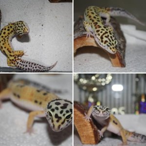 Leopard Gecko