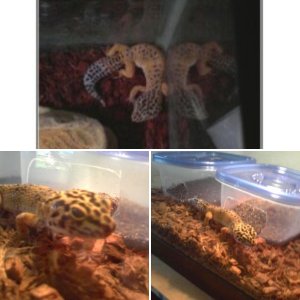 Violet Spike