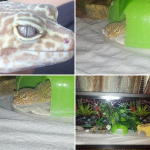 Rex