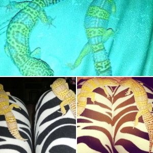 Gecko Love