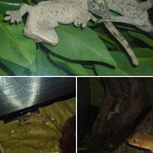 My cresties