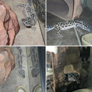 My Gecko!