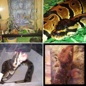 Other pets