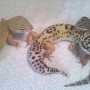 My Leopard Geckos