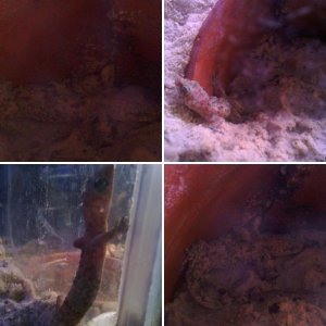 house gecko
