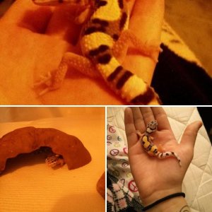 My Jungle Designer Leopard Gecko :)