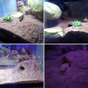 MY NEW NOT COMPLETE SET UP FOR MY LEO