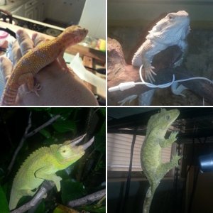 My Herp's