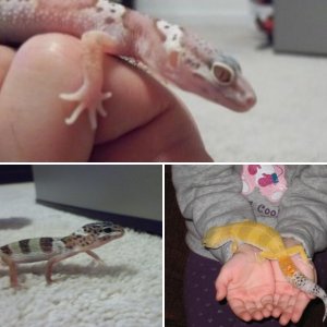 My leopard geckos