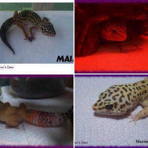 My Geckos