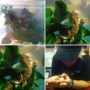 Van the Crested Gecko