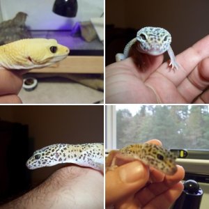 All my geckos 10-9-13