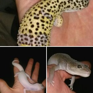 GECKOS