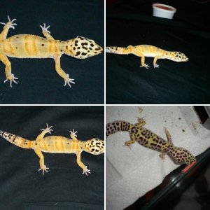 Leopard Gecko