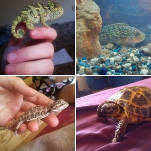 All Animals