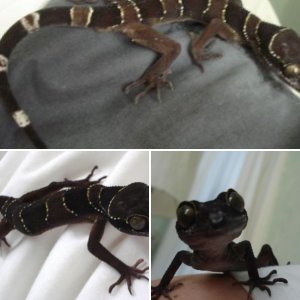 Kolchak the Nightstalker