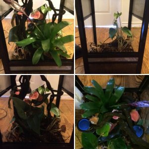 Hybrid Vivarium Redoux