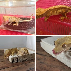 My geckos :)