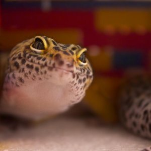 Houdini