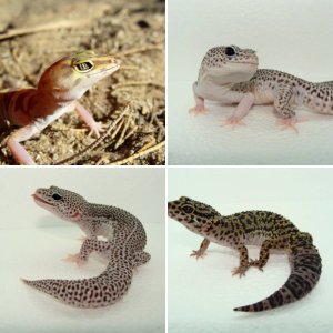 Eublepharids