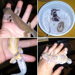 My LEO pretties