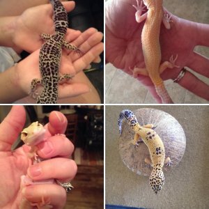 My Leos