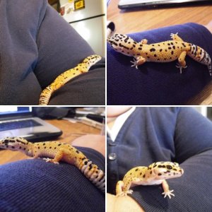 Vastra
