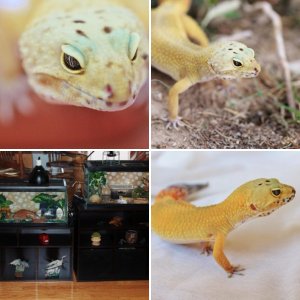 MORE Monkeystyle geckos