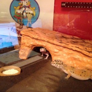 Adventures of Ams and Luna