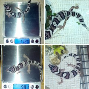my first leopard gecko