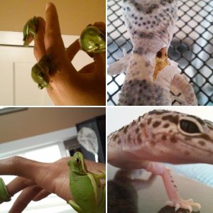 My Reptiles