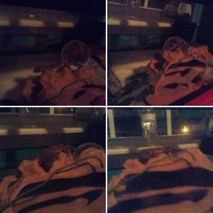 Leopard Gecko