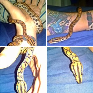 Pandora (E. cenchria cenchria)