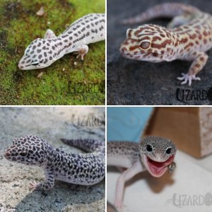 Leopard Geckos