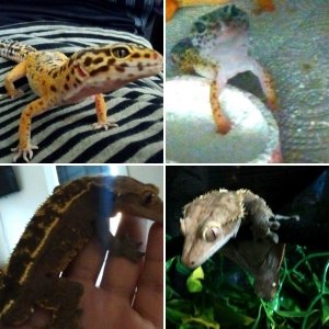 Crested/leopard gecko pics!