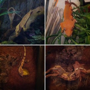 My cresties