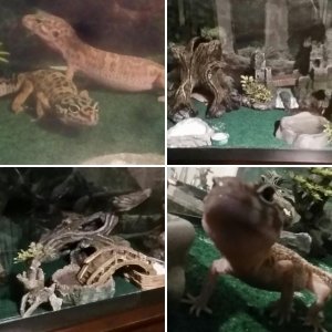 Leopard Geckos !
