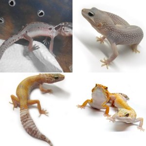 My geckos